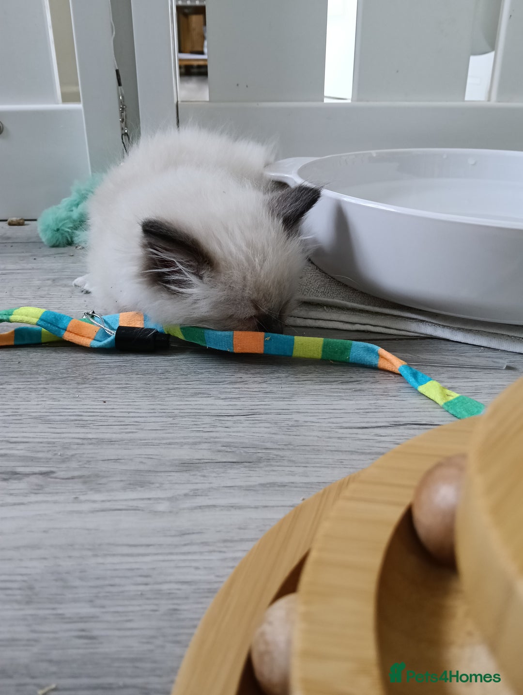 Ragdoll cats for sale: GCCF Reg'd Seal and Chocolate Ragdolls ready July  - Image 18