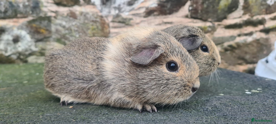 Guinea Pig rodents for sale: Pair of female guinea pigs  - Advert 5