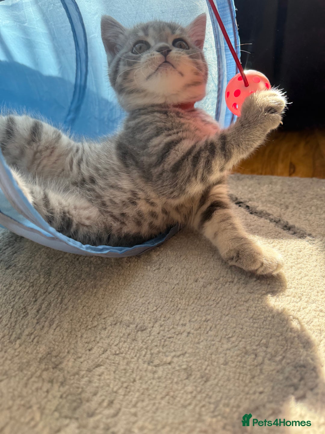 Scottish Fold cats for sale: scottish fold kittens  - Image 10