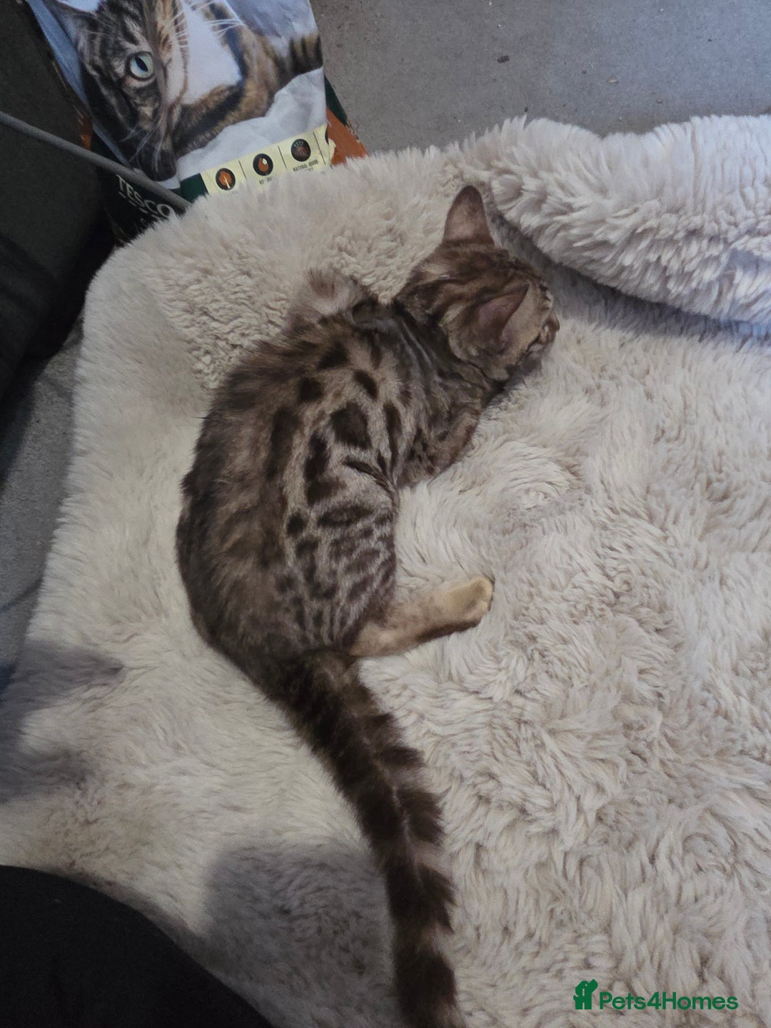 Bengal cats for sale:  1 stunning male bengal kitten  - Image 31