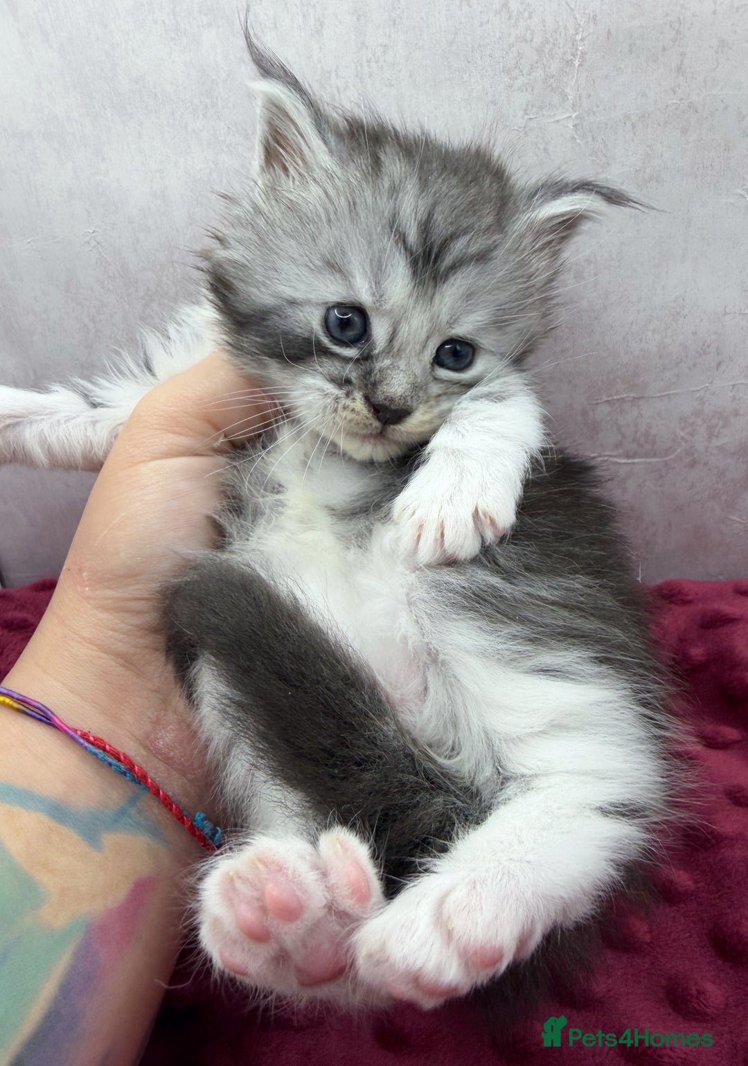 Maine Coon cats for sale: Maine Coon kittens Tica Reg.  - Advert 6