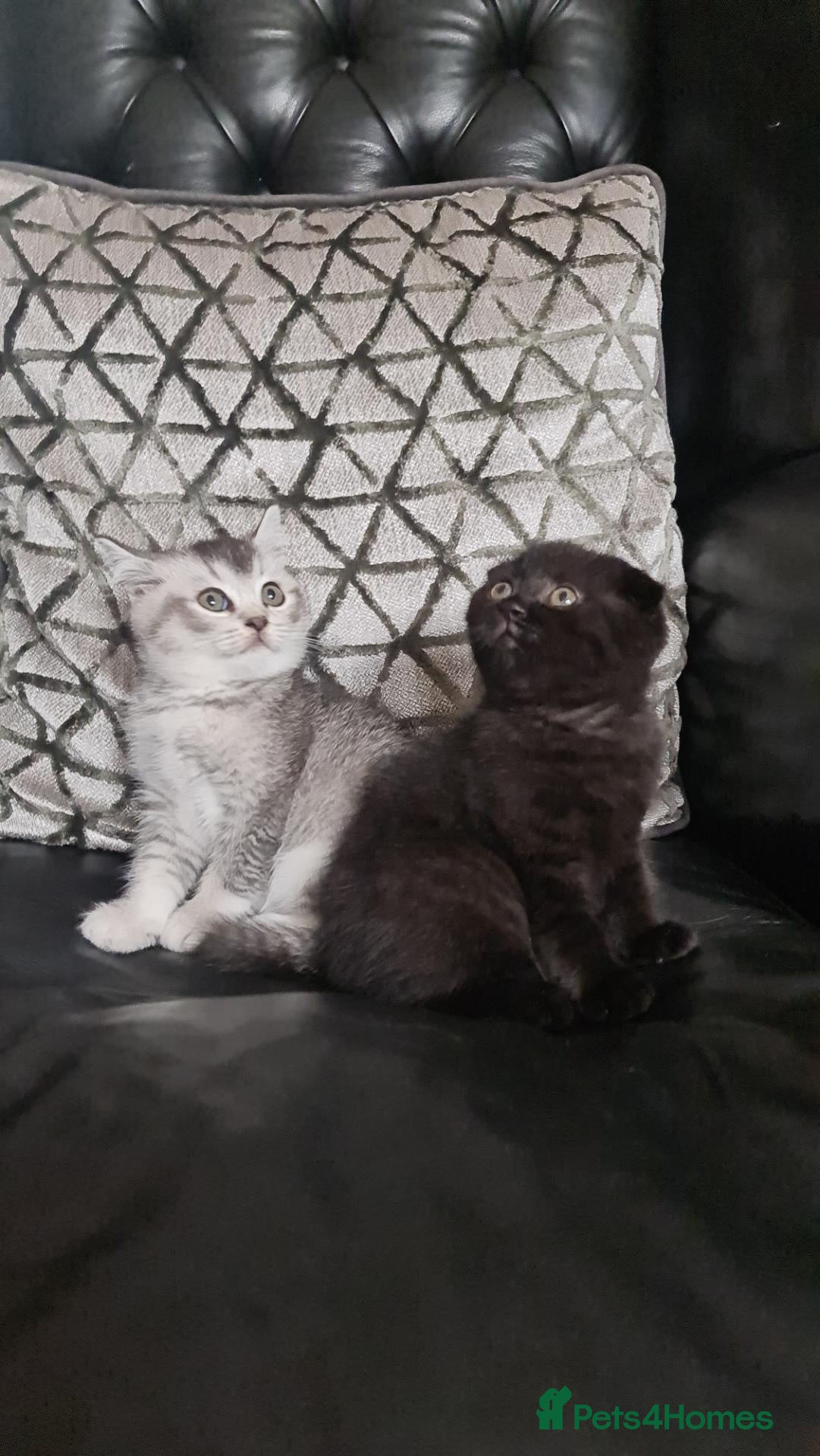 Scottish Fold cats Beautiful Scottish fold/straight kittens  - Advert 1