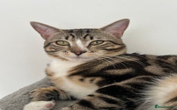 British Shorthair cats for sale: Male cat for sale - Image 4