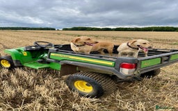 Labrador Retriever dogs for sale: X2 Female Farm dogs  - Image 1