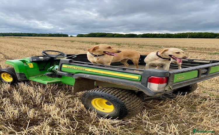 Labrador Retriever dogs - Advert 3