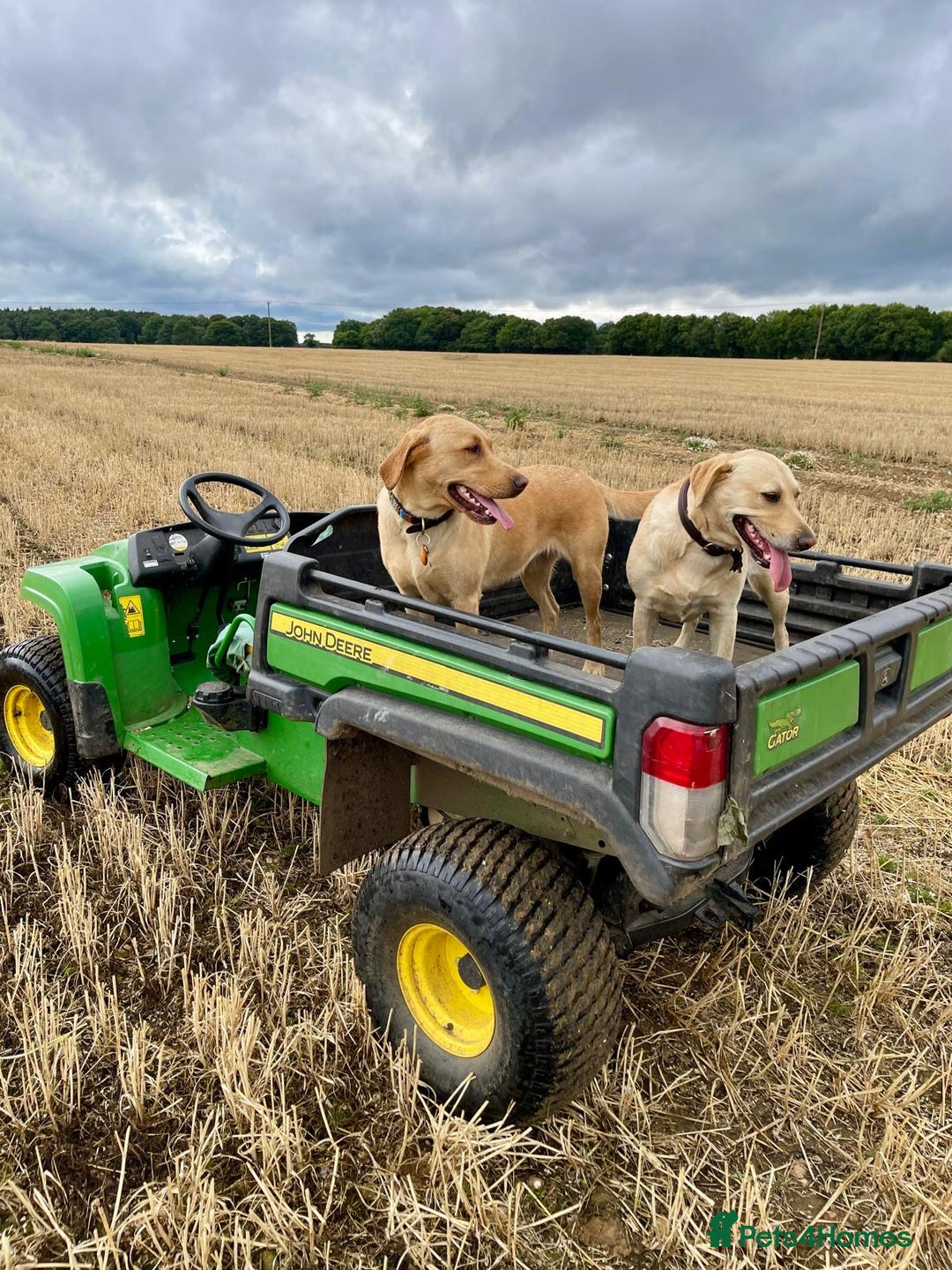 Labrador Retriever dogs for sale: X2 Female Farm dogs  - Image 1