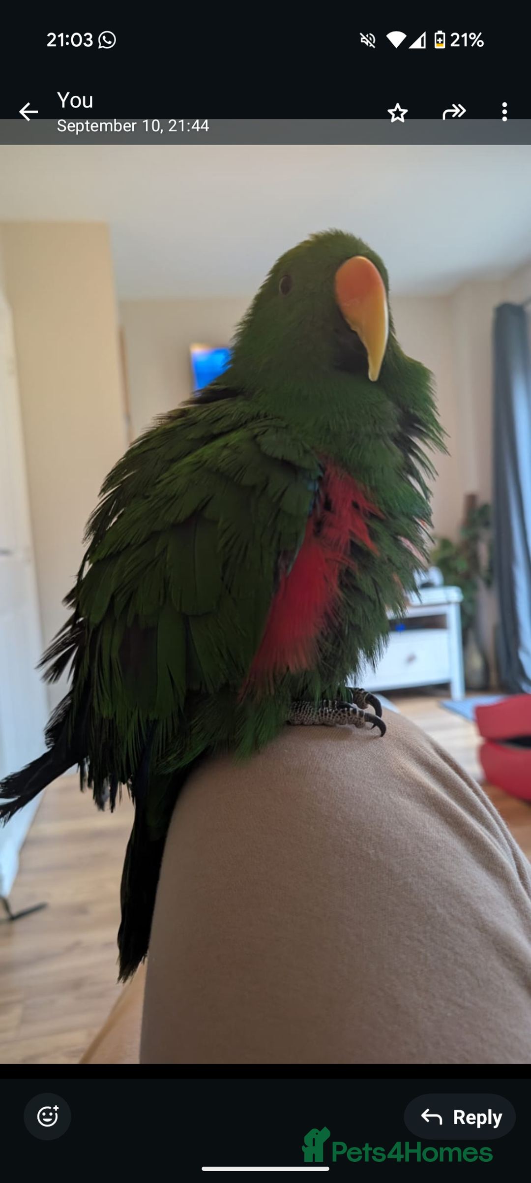 Parrots birds for sale: Male Eclectus  - Image 6
