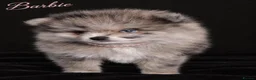 Pomeranian dogs for sale: Beautiful Silver Merle Pom Girl with Blue Eye - Advert 3