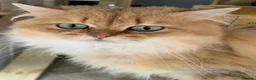British Longhair cats for sale: British Longhair golden kittens TICA - Advert 16