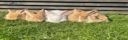 Mixed Breed rabbits for sale: Child friendly Mixed breed rabbits  - Advert 4