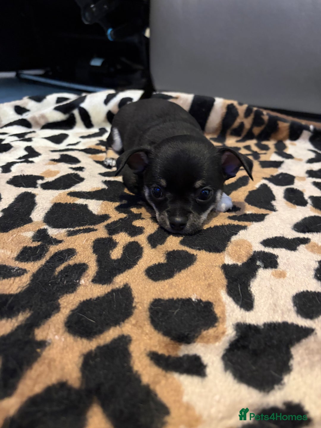 Chihuahua dogs for sale: Chihuahua puppies for sale  - Advert 2