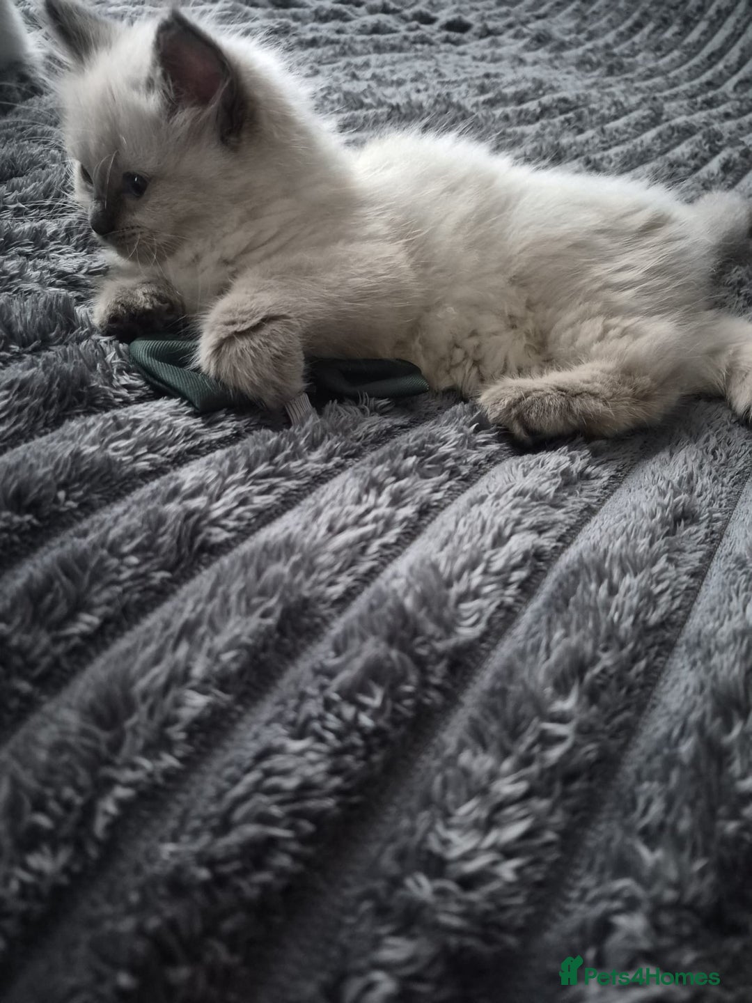 Ragdoll cats for sale: Adorable Ragdoll Kittens GCCF  Active registered  - Advert 16