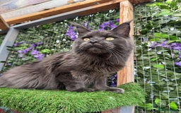 Maine Coon cats for sale: Giant Maine Coon! 20+ Generation Champion Heritage - Image 10