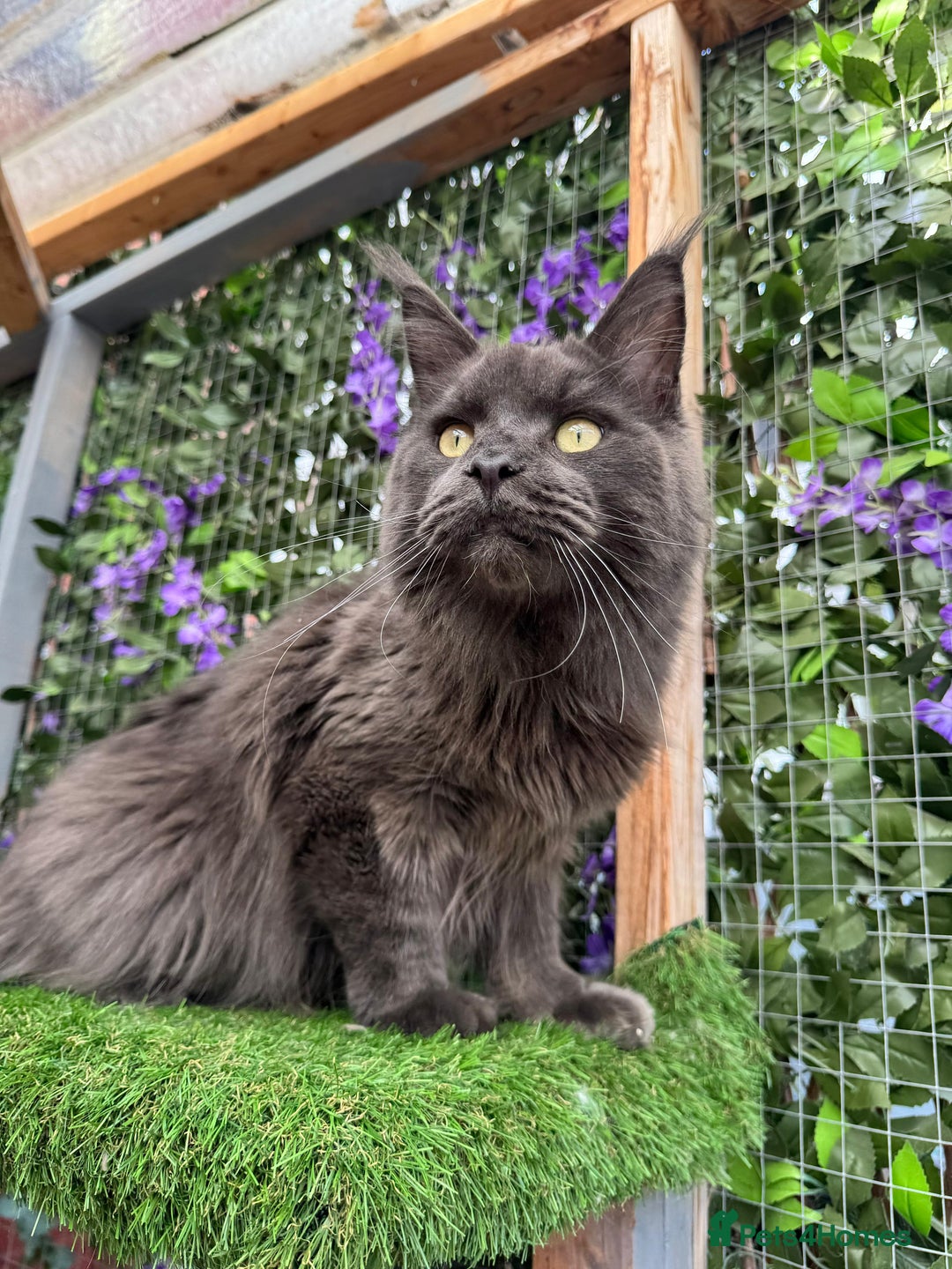Maine Coon cats for sale: Giant Maine Coon! 20+ Generation Champion Heritage - Image 10