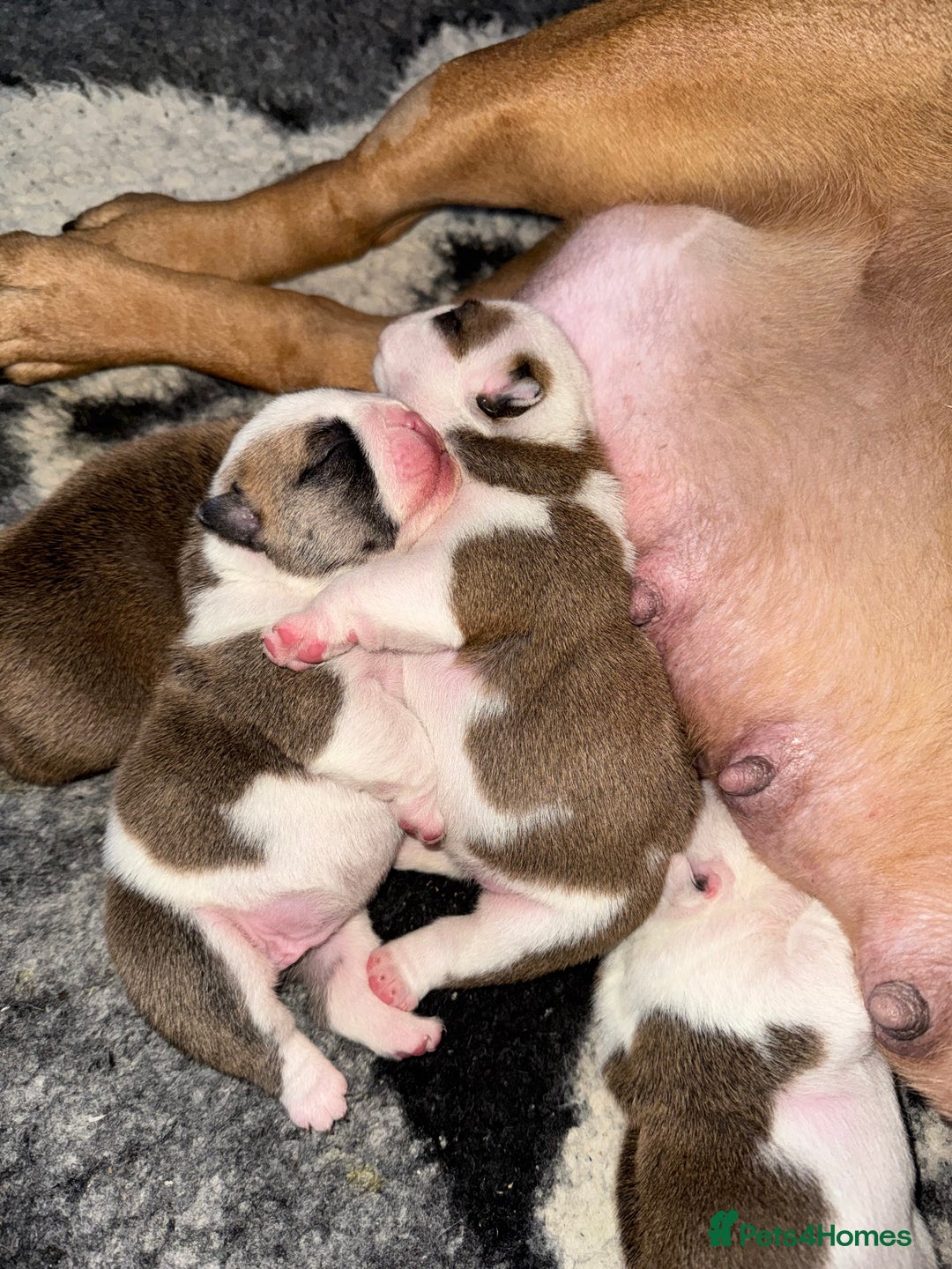 English Bulldog dogs for sale: Stunning English bulldog puppies  - Advert 31