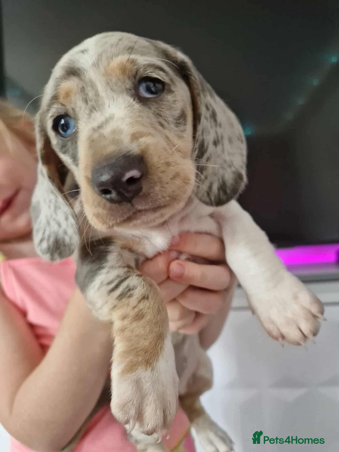 Miniature Dachshund dogs for sale: Only 4 left! Adorable Mini Dachshund Puppies 🐾🐶 - Image 9