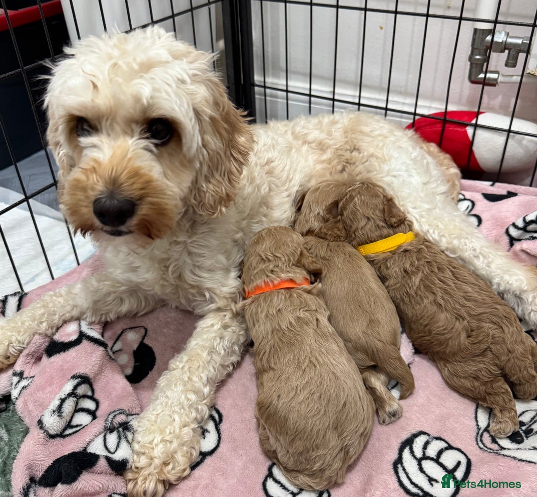 Cavapoo dogs for sale: Toy cavapoo  - Image 8