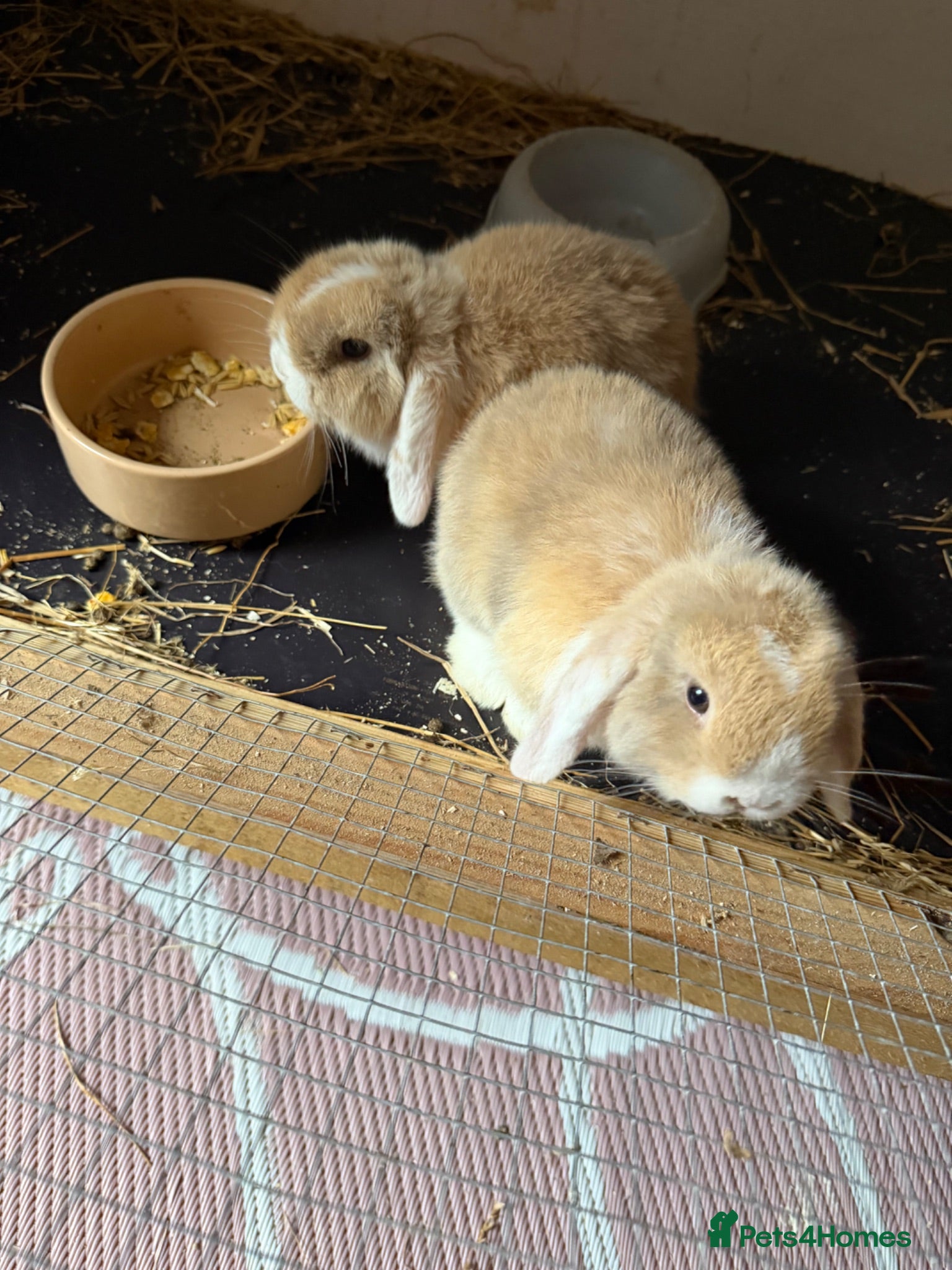 Mini Lop rabbits 3 mini lop - Advert 2