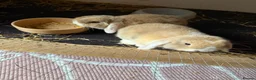 Mini Lop rabbits for sale: 3 mini lop in Blackwood - Advert 1