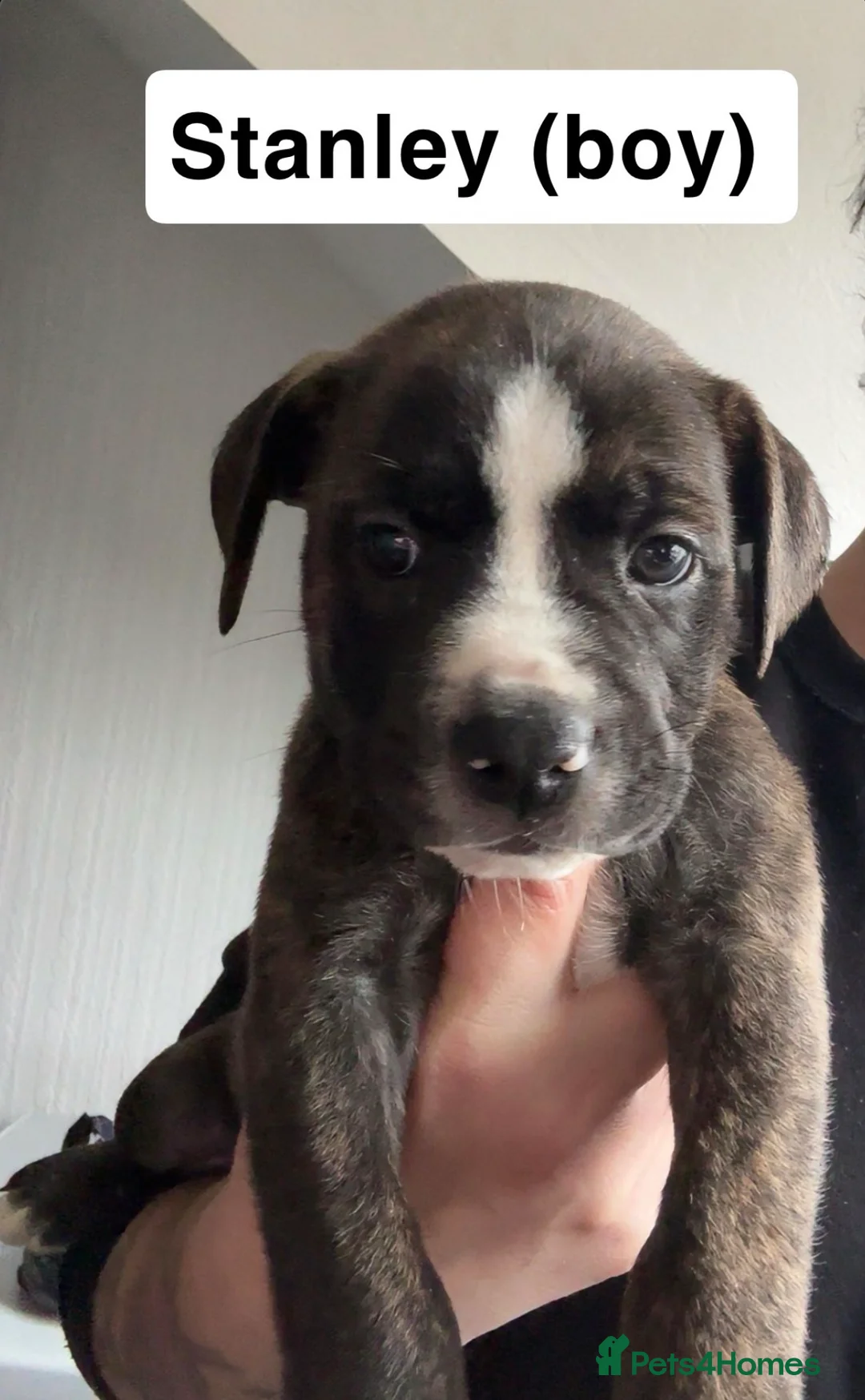 Mixed Breed dogs for sale: Can Corso Mix - Advert 5