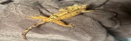 Gecko reptiles for sale: Beautiful Dalmatian crested gecko female - Advert 1