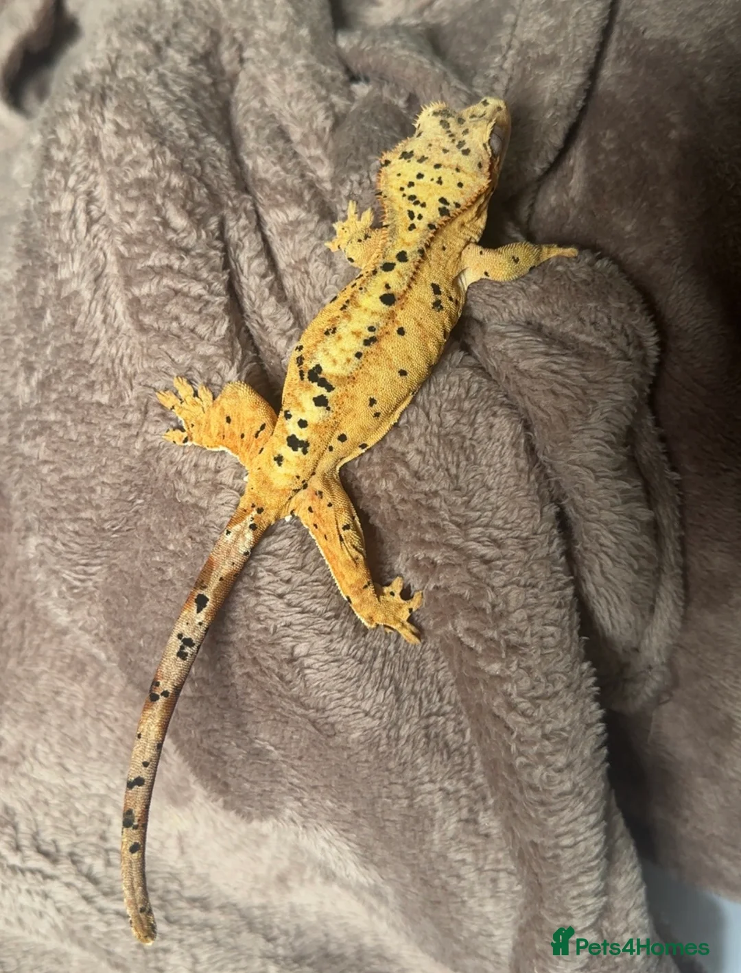 Gecko reptiles for sale: Beautiful Dalmatian crested gecko female - Advert 1