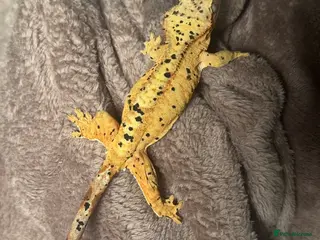 Gecko reptiles Beautiful Dalmatian crested gecko female - Advert 4