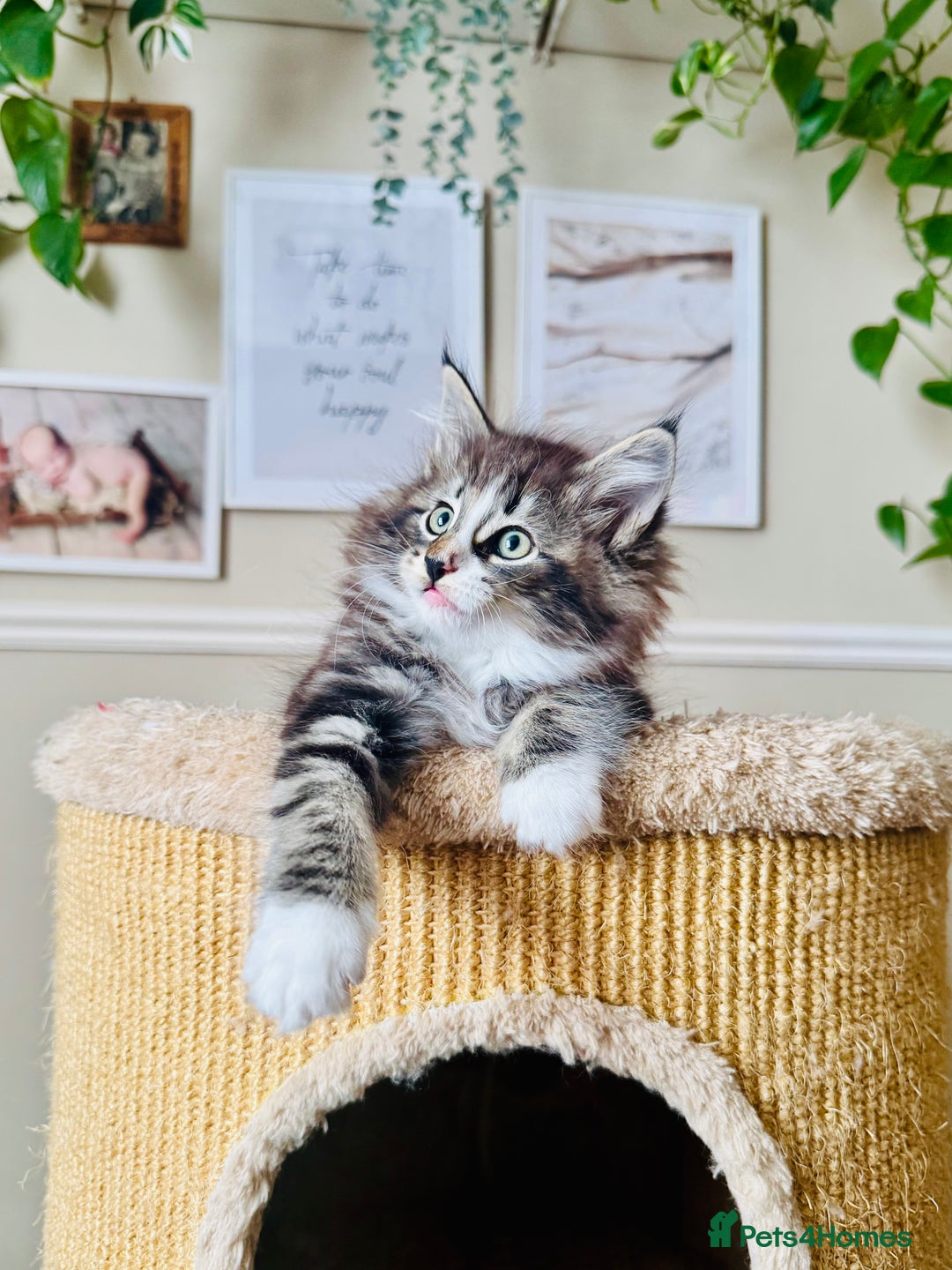 Norwegian Forest Cat cats for sale: Full FIFe pedigree Norwegian Forest Kittens  in Normanton - Image 36