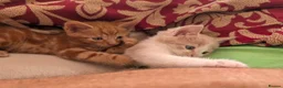 Domestic Shorthair cats for sale: Lovely kittens short and longhair  - Advert 14