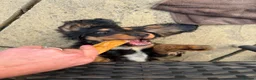 Cocker Spaniel dogs for sale: Last remaining Stunning KC show Cocker  - Advert 7