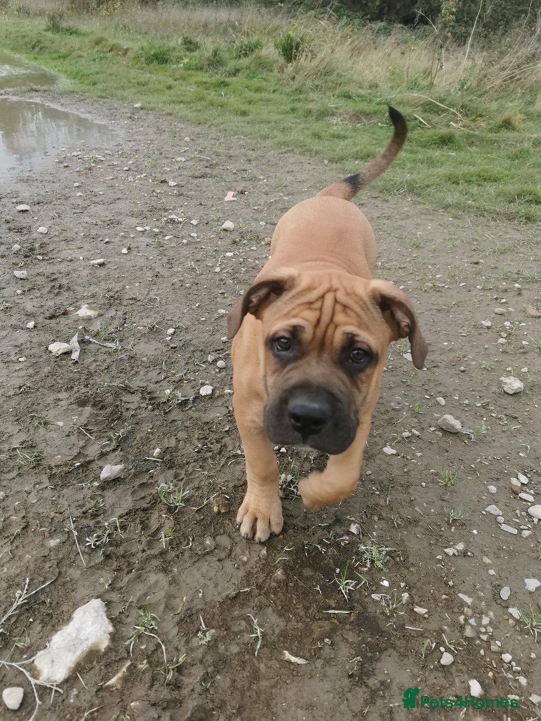 Mixed Breed dogs for sale: American bulldog mastiff cross puppies for sale - Advert 8