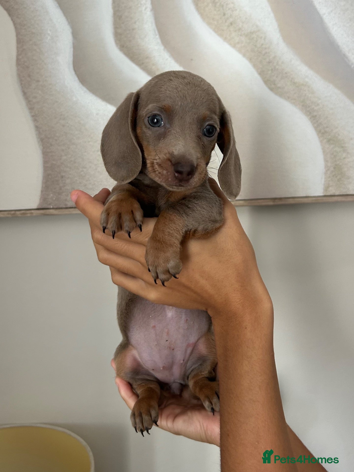 Miniature Dachshund dogs MINIATURE DACHSHUND PUPPIES FOR SALE - Advert 7