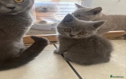 British Shorthair cats for sale: Beautiful British blues and colourpoints  - Image 13