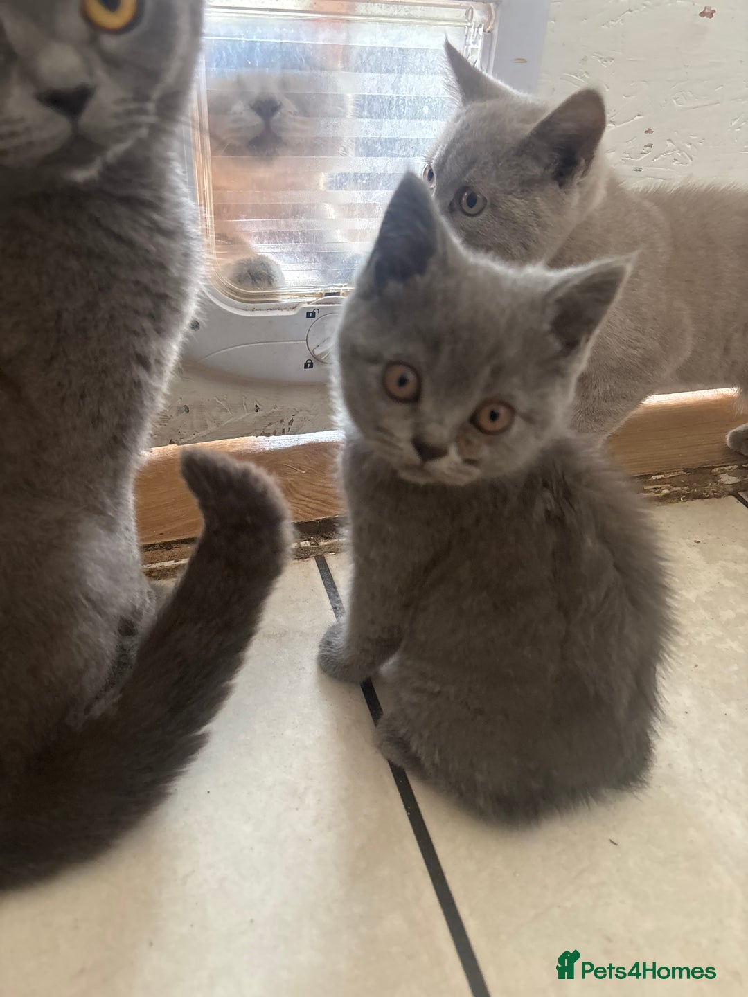 British Shorthair cats for sale: Beautiful British blues and colourpoints  - Image 13