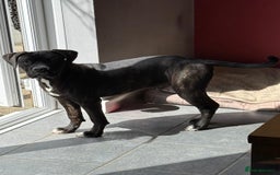 Cane Corso dogs for sale: Cane corso for sale  - Image 2