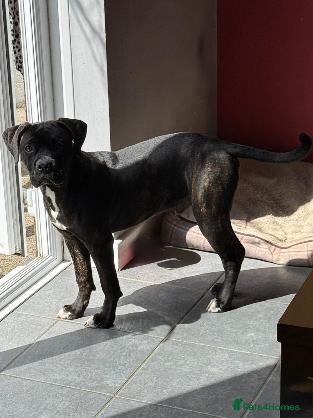 Cane Corso dogs for sale: Cane corso for sale  - Image 2