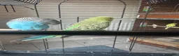 Budgerigars birds for sale: Lovely baby budgies in Dagenham  - Advert 3