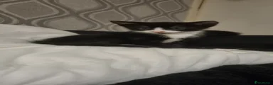 Mixed Breed Kitten 1