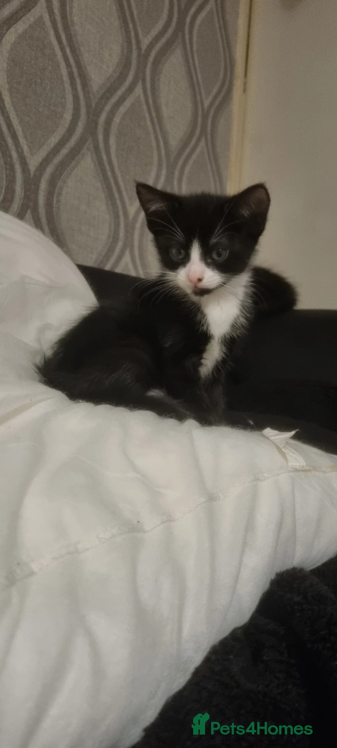 Mixed Breed cats for sale: 3 beautiful girls  in Redditch - Advert 4