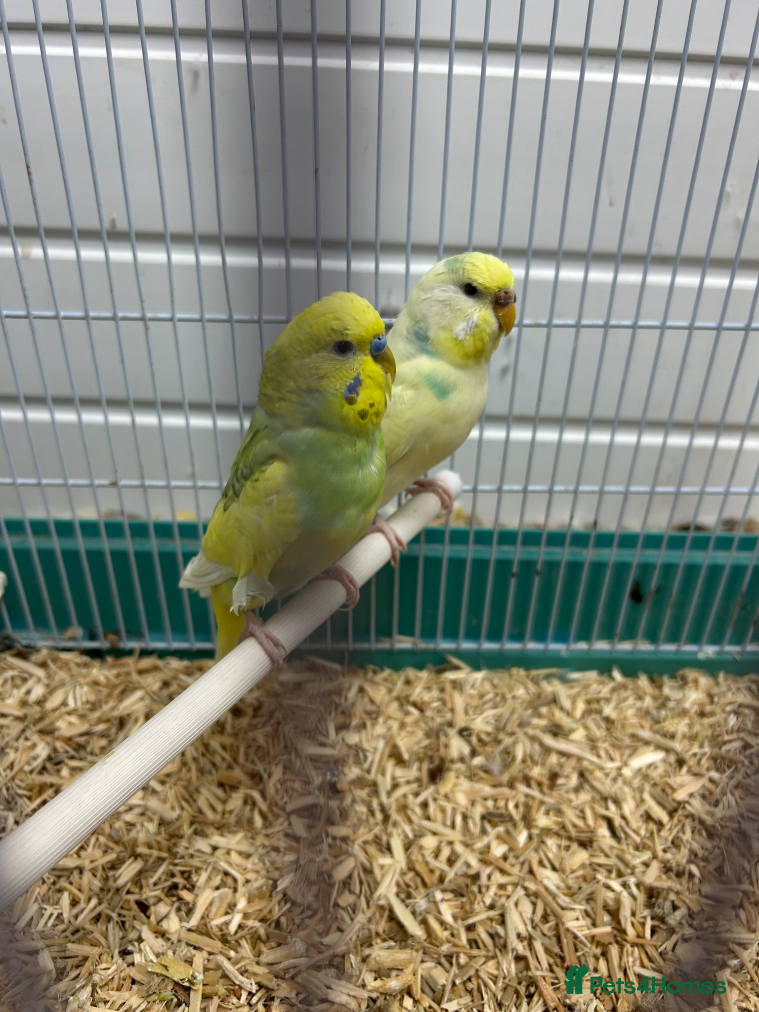 Budgerigars birds Male and female budgie  - Advert 2