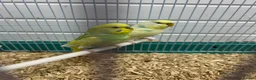Budgerigars birds for sale: Male and female budgie  - Advert 1