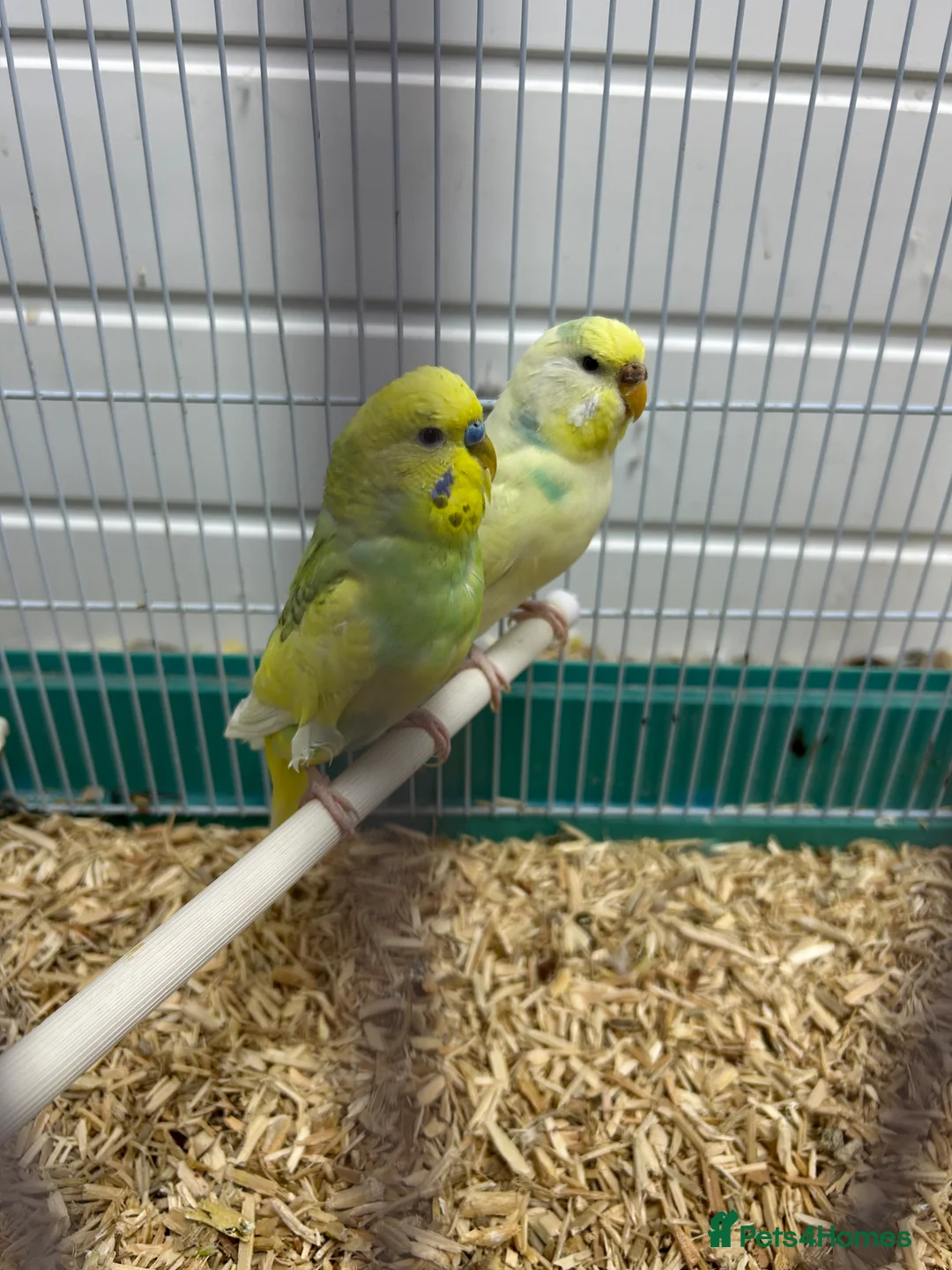 Budgerigars birds for sale: Male and female budgie  - Advert 1