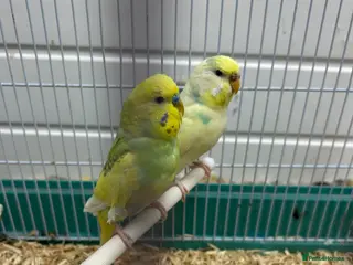 Budgerigars birds Male and female budgie - Advert 2
