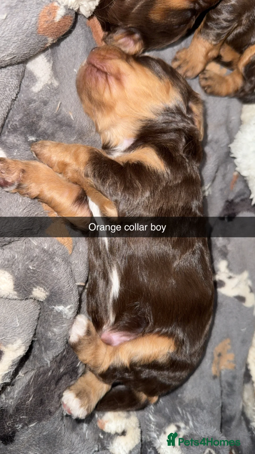 Cockapoo dogs for sale: ABSOLUTELY GORGEOUS F1 COCKAPOOS PUPS - Advert 1