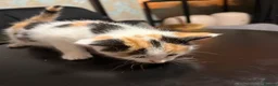 Mixed Breed cats for sale: Kao Mani Mix - Advert 10