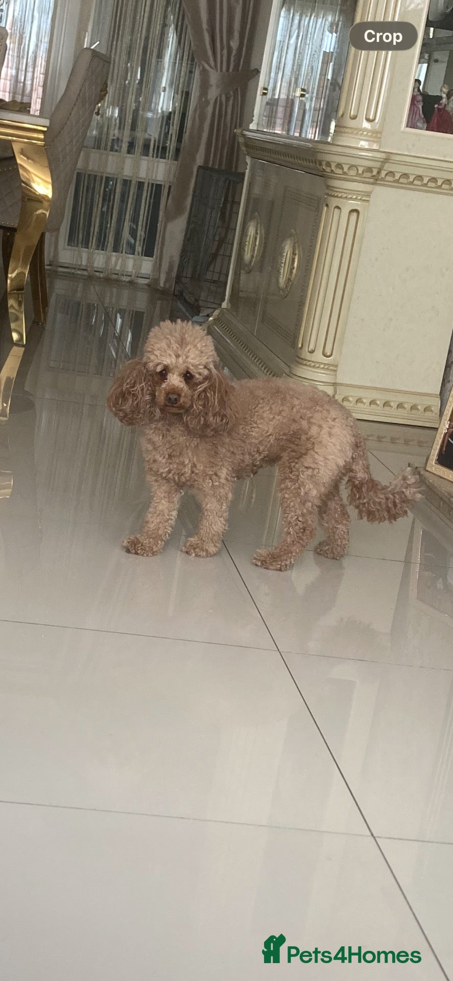 Miniature Poodle dogs Miniature poodle puppies  - Advert 1