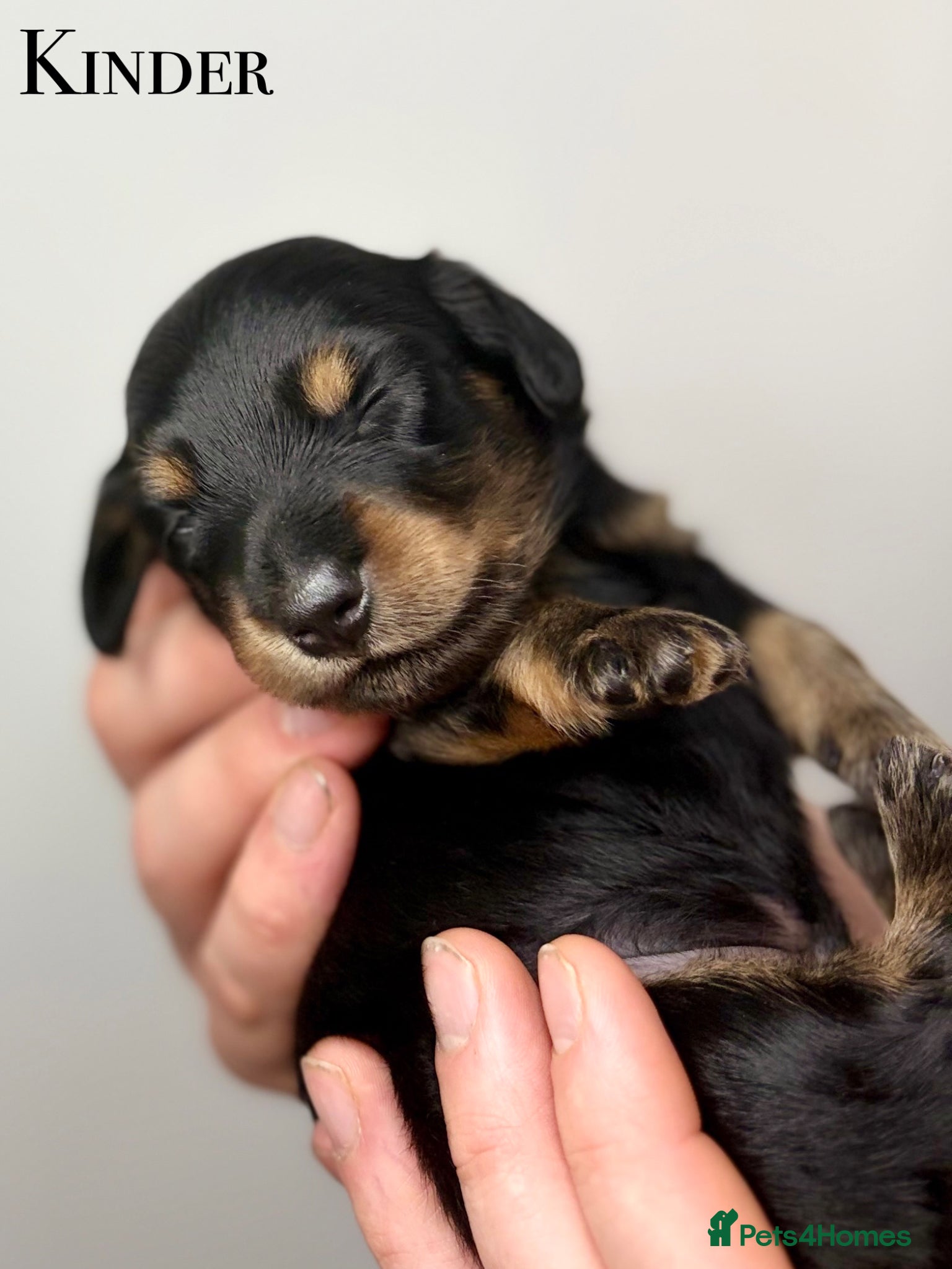 Miniature Dachshund dogs Pedigree Longhaired Miniature Dachshunds  - Advert 10