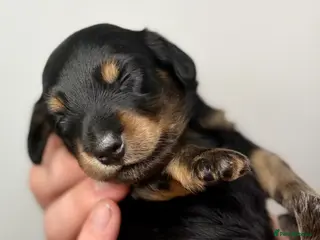 Miniature Dachshund dogs Pedigree Longhaired Miniature Dachshunds - Advert 10