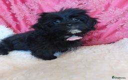 Mixed Breed dogs for sale: Poodle-Pekingese (peekapoo) pups. Fully vaccinated - Image 8