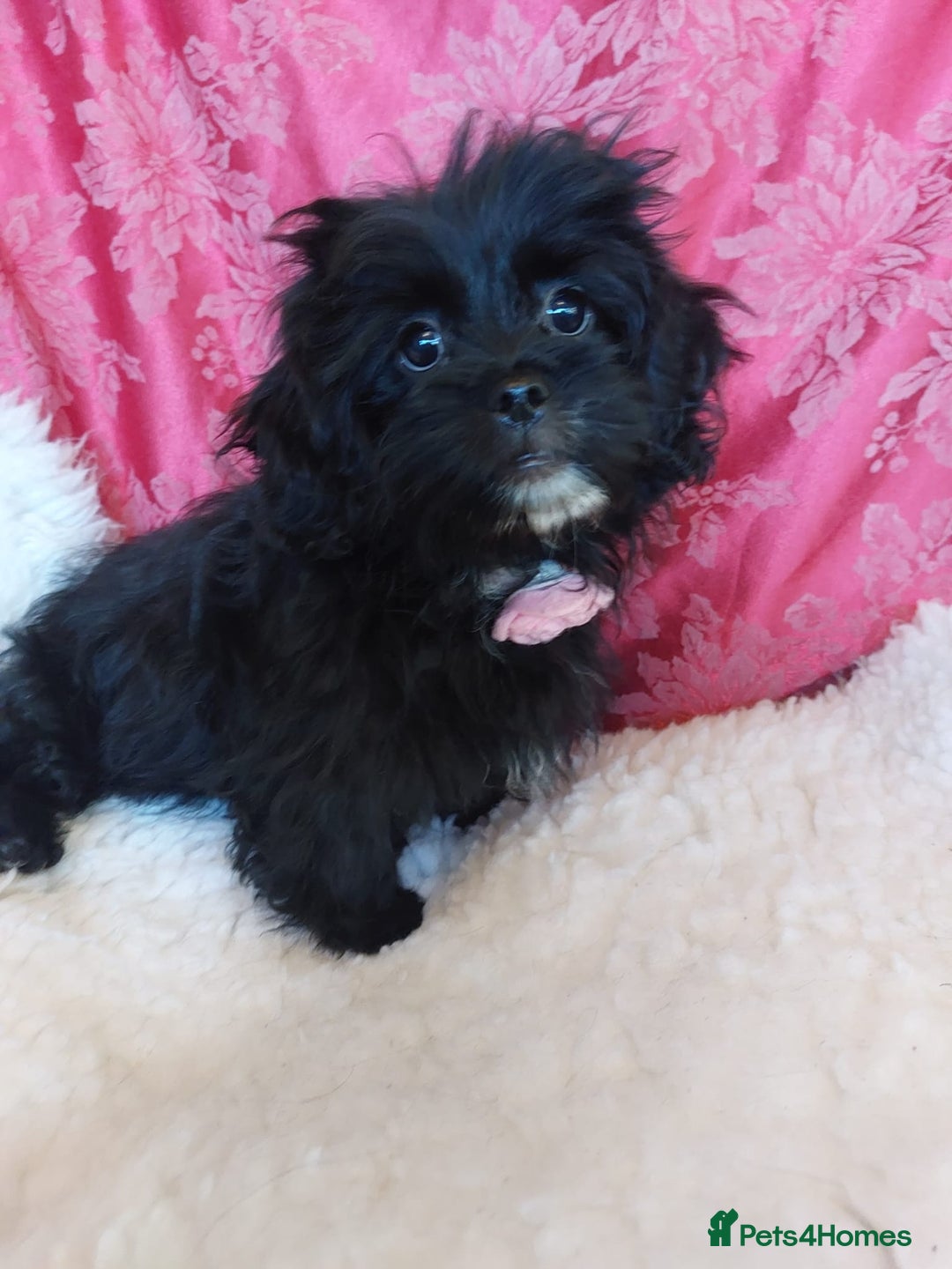 Mixed Breed dogs for sale: Poodle-Pekingese (peekapoo) pups. Fully vaccinated - Image 8